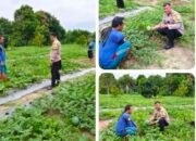 Polres Dumai Dukung Ketahanan Pangan Nasional, Bhabinkamtibmas Bukit Timah Tinjau Kebun Semangka
